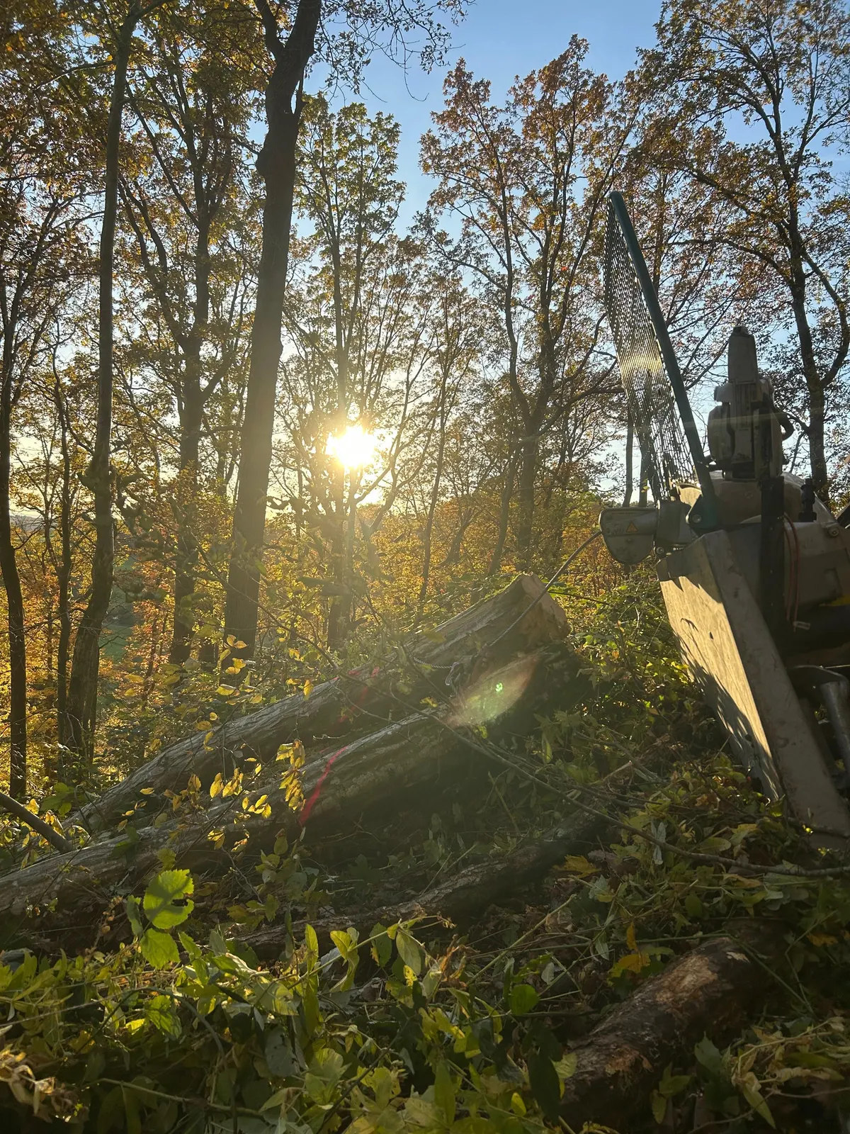 Seilwinde zieht einen gefällten Stamm im Herbstlicht aus dem Bestand