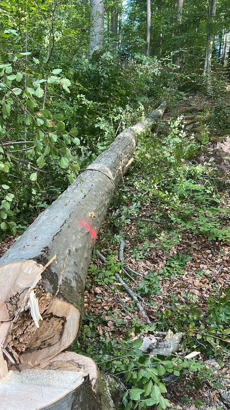 Gefällter Buchenstamm liegt entastet am Waldhang